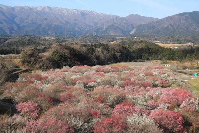 梅林と山の写真