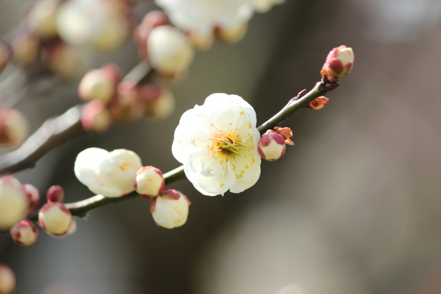 梅の花の写真