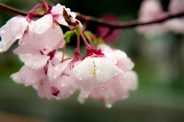 雨に濡れる桜の花の写真