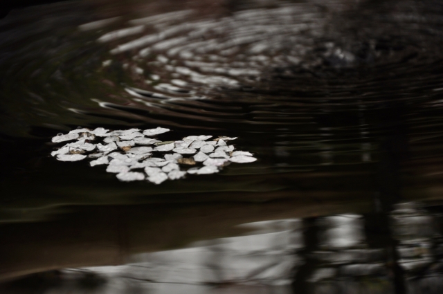 手水にたゆたう桜の花弁の写真