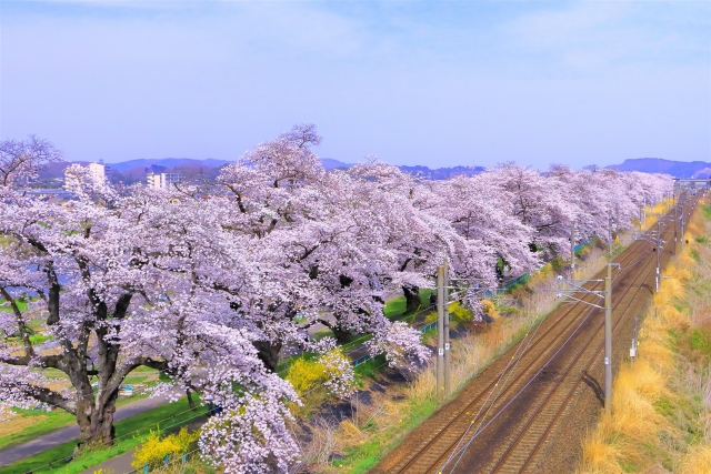 一目氈本桜の並木と線路の写真