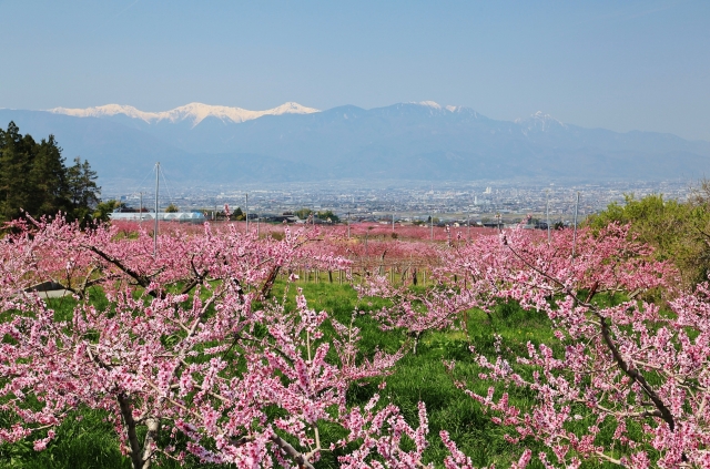 アルプス山脈と桃源郷の写真