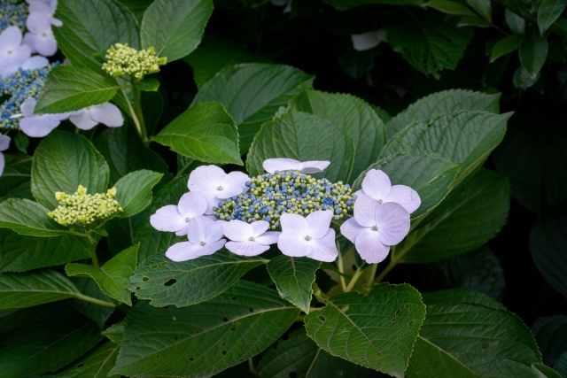 ガクアジサイの花の写真