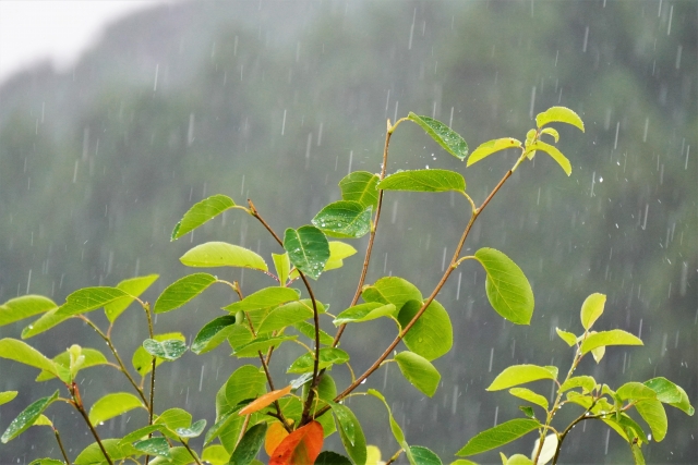 雨と桜の木の写真